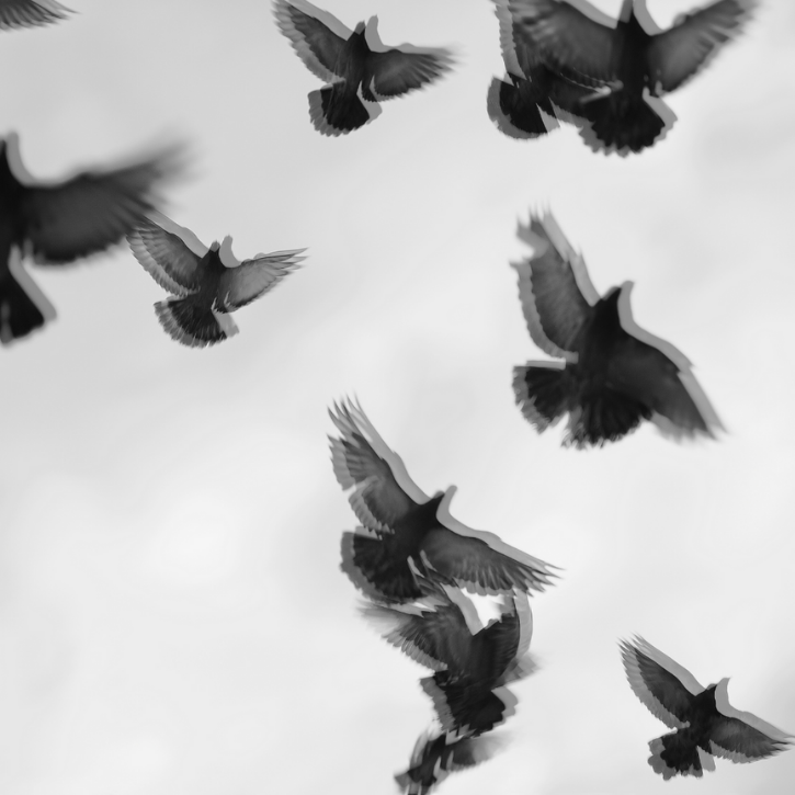 A black and white image, where black birds are flying, indicating depression, and sadness, and gloom.
