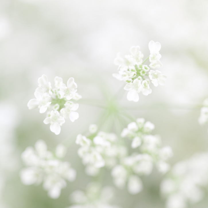 A close up picture of white flowers.