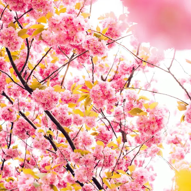 Hormonal Imbalances: Endometriosis and Acne