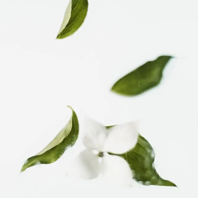 IBD: Crohn’s, Celiac, Colitis and Diverticulitis